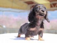 Kaninchen_Dachshund_0717