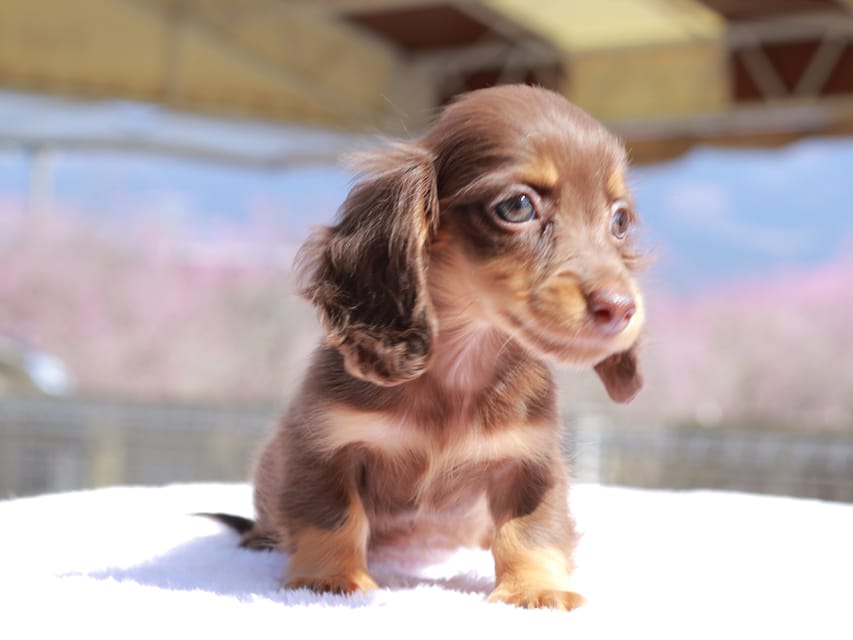カニンヘン ダックスフンド アンリブレ & リバティーの子犬 チョコタン 女の子Kaninchen_Dachshund_0720 カニンヘン ダックスフンド アンリブレ & リバティーの子犬 チョコタン 女の子