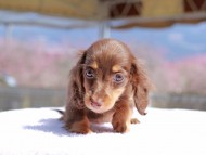 Kaninchen_Dachshund_0721