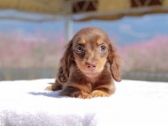 Kaninchen_Dachshund_0722