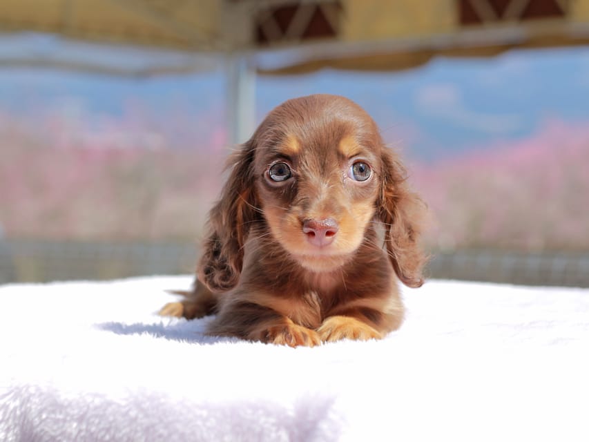 カニンヘン ダックスフンド アンリブレ & リバティーの子犬 チョコタン 女の子Kaninchen_Dachshund_0722 カニンヘン ダックスフンド アンリブレ & リバティーの子犬 チョコタン 女の子