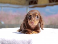 Kaninchen_Dachshund_0725