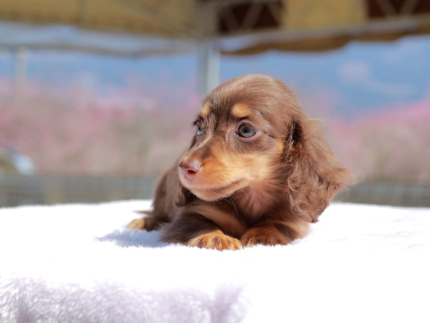 カニンヘン ダックスフンド アンリブレ & リバティーの子犬 チョコタン 女の子Kaninchen_Dachshund_0726 カニンヘン ダックスフンド アンリブレ & リバティーの子犬 チョコタン 女の子