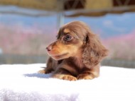 Kaninchen_Dachshund_0727