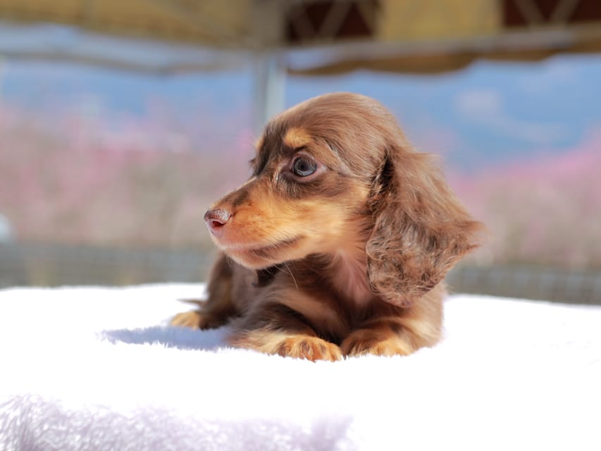 カニンヘン ダックスフンド アンリブレ & リバティーの子犬 チョコタン 女の子Kaninchen_Dachshund_0727 カニンヘン ダックスフンド アンリブレ & リバティーの子犬 チョコタン 女の子