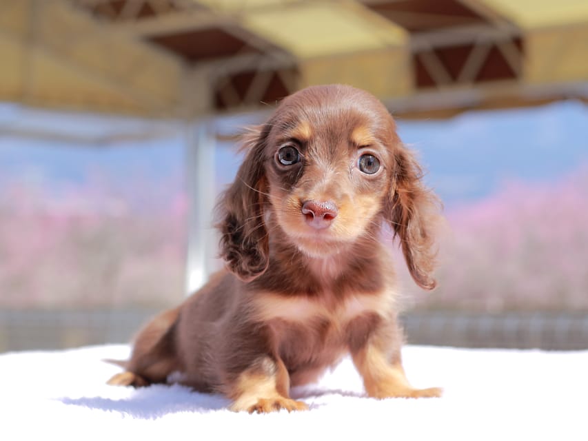 カニンヘン ダックスフンド アンリブレ & リバティーの子犬 チョコタン 女の子Kaninchen_Dachshund_0731 カニンヘン ダックスフンド アンリブレ & リバティーの子犬 チョコタン 女の子