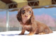 Kaninchen_Dachshund_0733