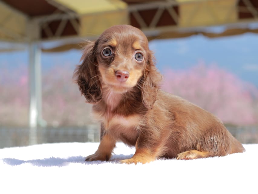 カニンヘン ダックスフンド アンリブレ & リバティーの子犬 チョコタン 女の子Kaninchen_Dachshund_0733 カニンヘン ダックスフンド アンリブレ & リバティーの子犬 チョコタン 女の子