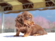 アンリブレ ＆ リバティーの子犬 チョコタン 女の子 カニンヘンダックスフンド
