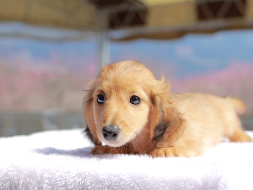 カニンヘン ダックスフンド チャンミ & ボノの子犬 レッド 男の子Kaninchen_Dachshund_0742 カニンヘン ダックスフンド チャンミ & ボノの子犬 レッド 男の子