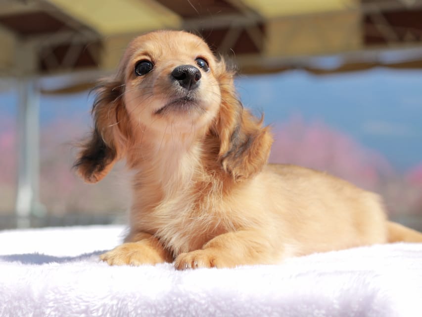 カニンヘン ダックスフンド チャンミ & ボノの子犬 レッド 男の子Kaninchen_Dachshund_0744 カニンヘン ダックスフンド チャンミ & ボノの子犬 レッド 男の子