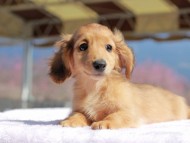 Kaninchen_Dachshund_0745