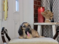 Kaninchen_Dachshund_0748