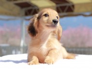 Kaninchen_Dachshund_0748