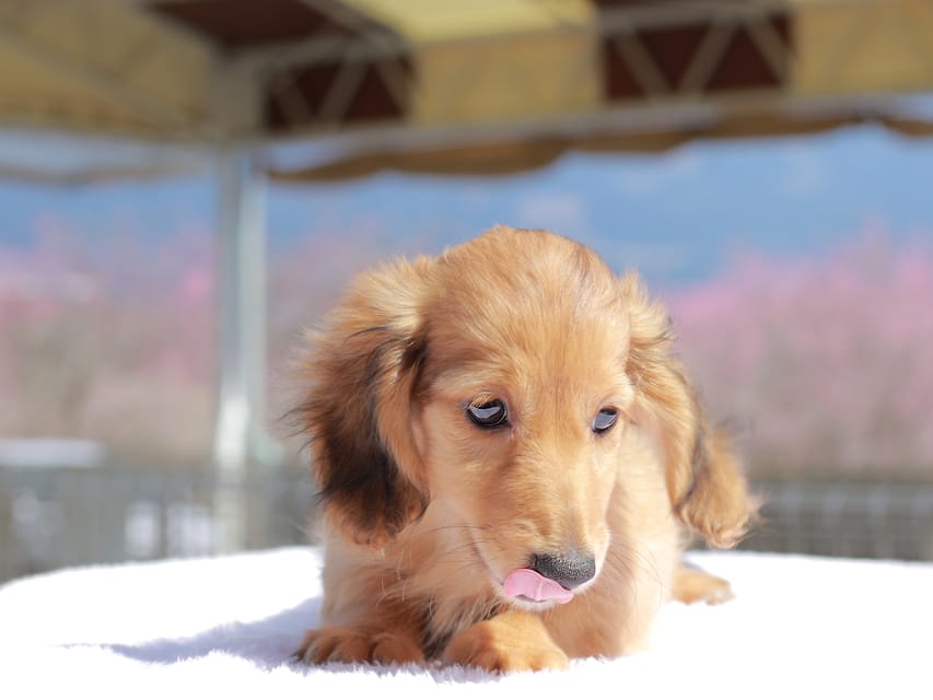 カニンヘン ダックスフンド チャンミ & ボノの子犬 レッド 男の子Kaninchen_Dachshund_0749 カニンヘン ダックスフンド チャンミ & ボノの子犬 レッド 男の子