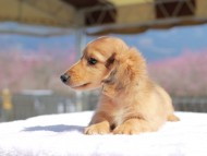 チャンミ ＆ ボノの子犬 レッド 男の子 カニンヘンダックスフンド