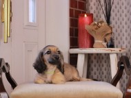 Kaninchen_Dachshund_0753