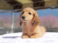 Kaninchen_Dachshund_0754