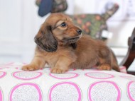 Kaninchen_Dachshund_0756