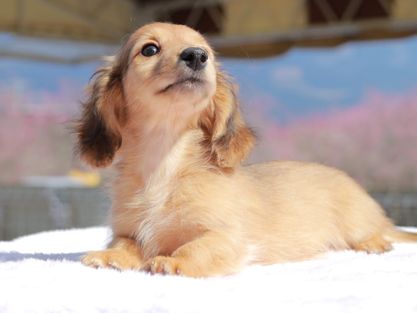 カニンヘン ダックスフンド チャンミ & ボノの子犬 レッド 男の子Kaninchen_Dachshund_0760 カニンヘン ダックスフンド チャンミ & ボノの子犬 レッド 男の子