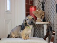 Kaninchen_Dachshund_0761