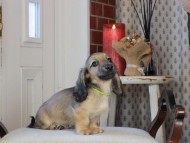 Kaninchen_Dachshund_0762 Kaninchen_Dachshund_0762
