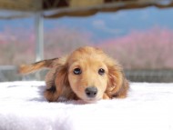 Kaninchen_Dachshund_0764