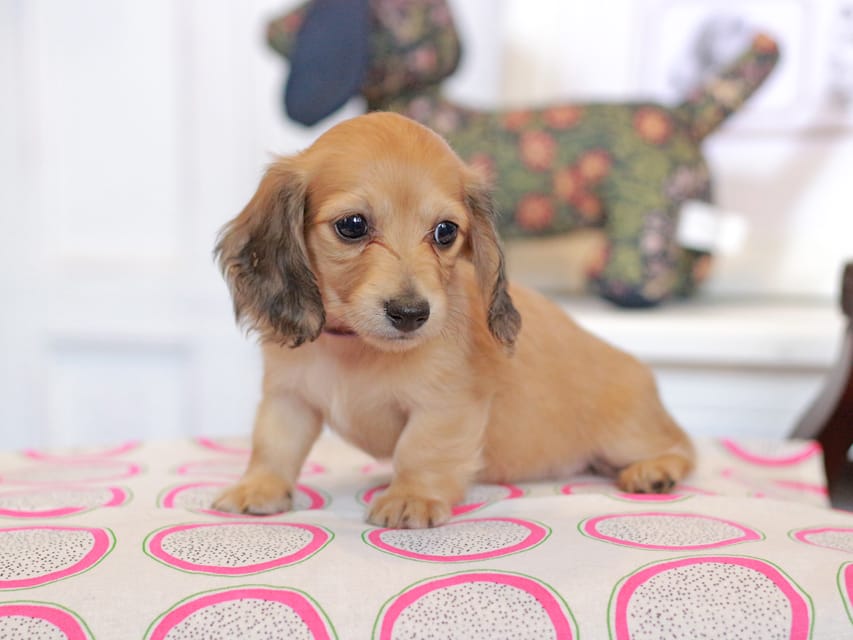 カニンヘンダックスフンド ほたる&パッションの子犬 イエロー(クリーム) 女の子(1)Kaninchen_Dachshund_0765 カニンヘンダックスフンド ほたる&パッションの子犬 イエロー(クリーム) 女の子(1)