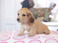 Kaninchen_Dachshund_0766