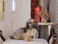 Kaninchen_Dachshund_0767