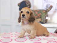 Kaninchen_Dachshund_0768 Kaninchen_Dachshund_0768