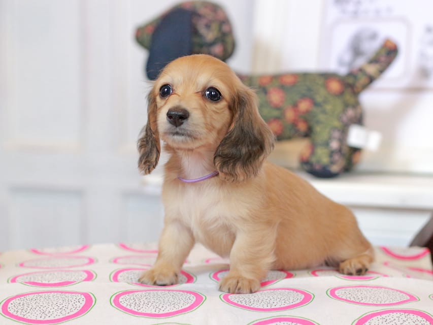 カニンヘンダックスフンド ほたる&パッションの子犬 イエロー(クリーム) 女の子(1)Kaninchen_Dachshund_0768 カニンヘンダックスフンド ほたる&パッションの子犬 イエロー(クリーム) 女の子(1)