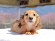 Kaninchen_Dachshund_0773