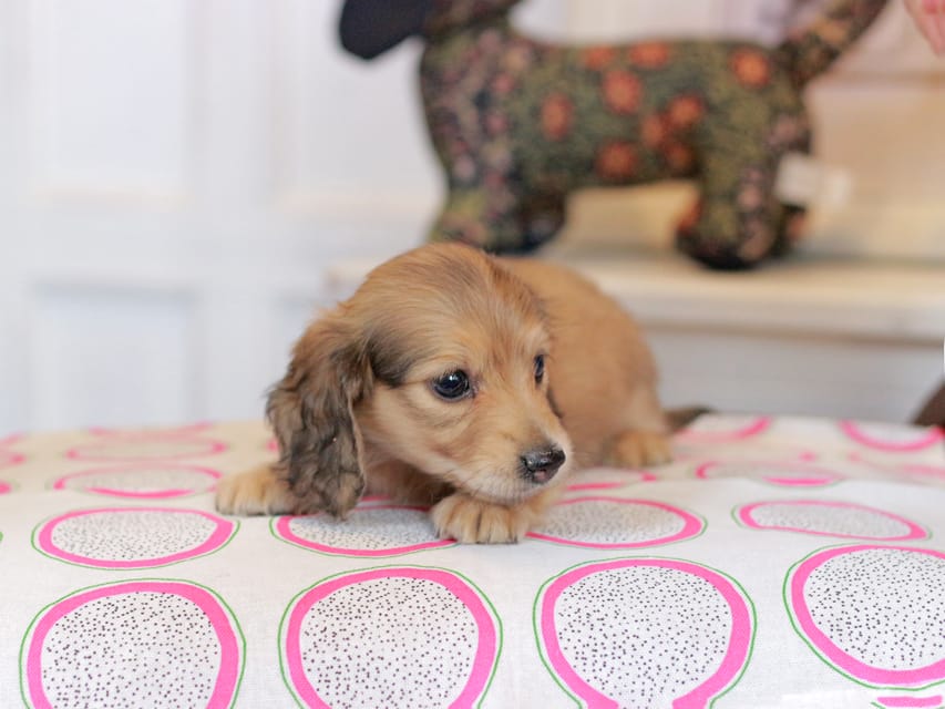 カニンヘンダックスフンド ほたる&パッションの子犬 イエロー（クリーム） 女の子（2）