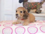 Kaninchen_Dachshund_0778