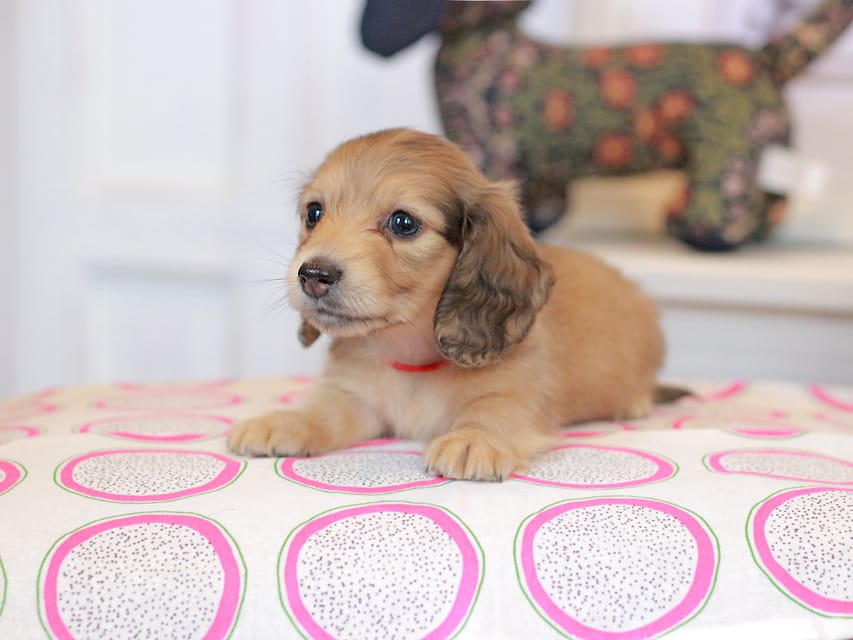 カニンヘンダックスフンド ほたる&パッションの子犬 イエロー（クリーム） 女の子（2）