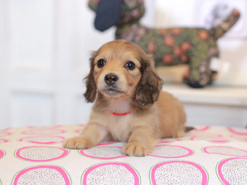 カニンヘンダックスフンド ほたる&パッションの子犬 イエロー（クリーム） 女の子（2）