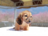 Kaninchen_Dachshund_0784