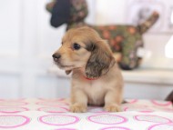 Kaninchen_Dachshund_0785