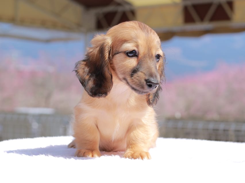 カニンヘン ダックスフンド チャンミ & ボノの子犬 レッド 女の子Kaninchen_Dachshund_0785 カニンヘン ダックスフンド チャンミ & ボノの子犬 レッド 女の子