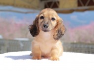 Kaninchen_Dachshund_0786