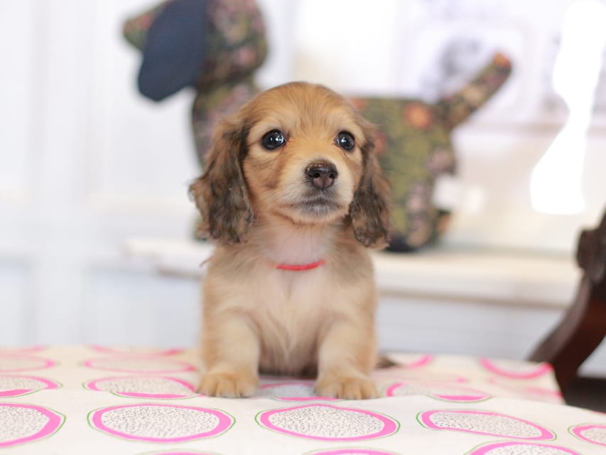 カニンヘンダックスフンド ほたる&パッションの子犬 イエロー（クリーム） 女の子（2）