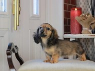 Kaninchen_Dachshund_0791