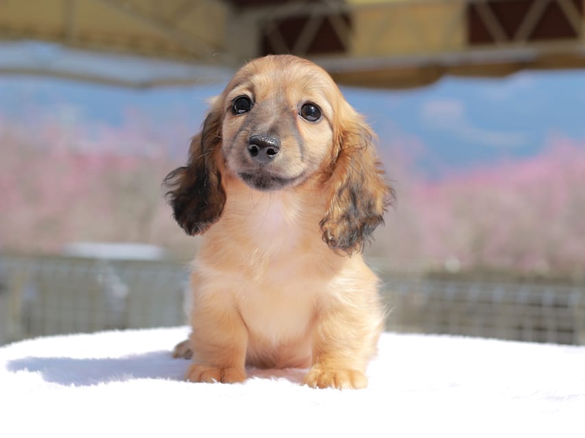 カニンヘン ダックスフンド チャンミ & ボノの子犬 レッド 女の子Kaninchen_Dachshund_0791 カニンヘン ダックスフンド チャンミ & ボノの子犬 レッド 女の子