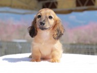 Kaninchen_Dachshund_0792