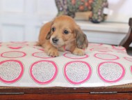 Kaninchen_Dachshund_0793