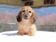 Kaninchen_Dachshund_0793