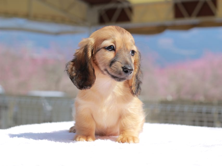 カニンヘン ダックスフンド チャンミ & ボノの子犬 レッド 女の子Kaninchen_Dachshund_0794 カニンヘン ダックスフンド チャンミ & ボノの子犬 レッド 女の子