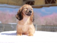 Kaninchen_Dachshund_0795