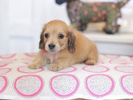 Kaninchen_Dachshund_0797 Kaninchen_Dachshund_0797